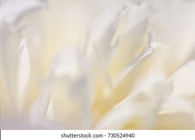 Abstract blurred background with bokeh effect. Spring, nature, overcast. 