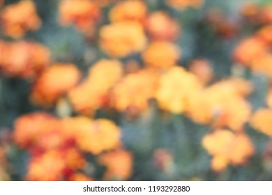 Abstract blurred orange tagetes background. Decorative web banner with blooming marigolds flowers. Autumn floral soft focus garden, aura of fall pastel colors, vector eps 10