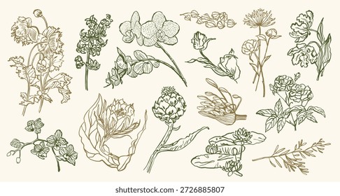 Coleção de ilustrações de vetor de flores de estilo boho abstrato. Arte para cartões comemorativos, cartazes, cartões postais, estacionários, identidade da marca.	