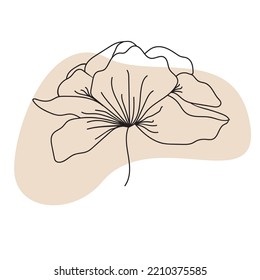 Abstract botanical line art with background. Poppy wildflower minimalistic vector element. Line flower drawing with a shape. Abstract Plant Art design for print, cover, wall art. Illustration.