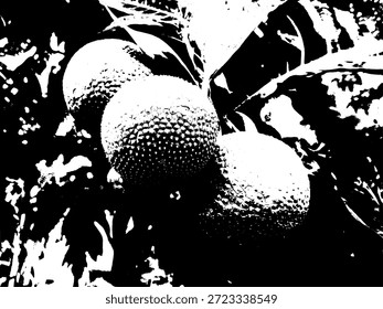 Resumo noir botânico ilustração de fruta-pão (Artocarpus altilis). Textura de estêncil preto e branco de alto contraste, perfeito para embalagem de alimentos artísticos, cartazes e desenhos de natureza minimalista.
