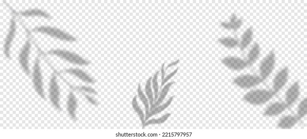 Abstract botanical shadow effect on transparent background vector. Realistic shadow of leaf branch, leaves, plants, foliage. Illustration design for decorative, backdrop, cover, banner, ads.