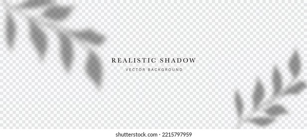 Abstract botanical shadow effect on white background vector. Realistic shadow of leaf branch, leaves, plants, foliage. Illustration design for decorative, backdrop, cover, banner, ads.
