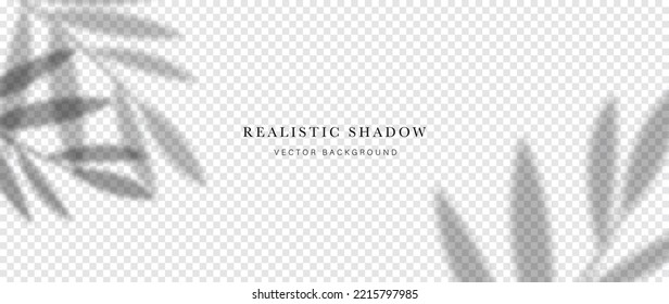 Resumen del efecto de sombra botánica sobre el vector de fondo transparente. Sombra realista de rama de hoja, hojas, plantas, follaje. Diseño de ilustración para decorativos, fondo, portada, banner, anuncios.