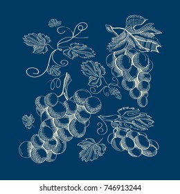 Abstract botanical vintage blue poster with bunches of grapes in hand drawn style isolated vector illustration
