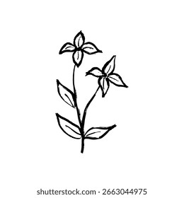 Abstract branch with two flowers in black brush stroke texture isolated on white. Hand drawn vector sketch illustration in vintage charcoal ink. Botanical art, black and white design, floral