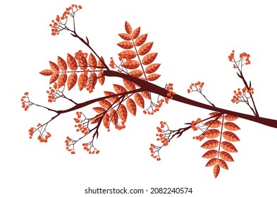Abstract branches of rowan tree with berries, mountain ash.