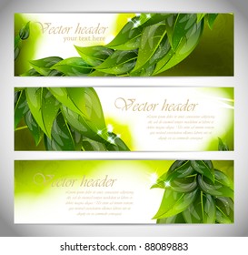 Abstract bright banners with leaves