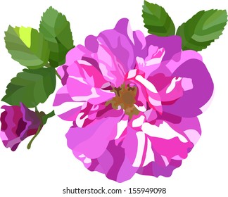 Abstract bright rose for your design