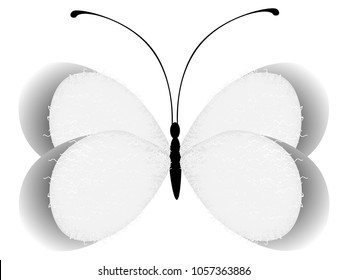 Abstract butterfly, element for design, isolated on white background.