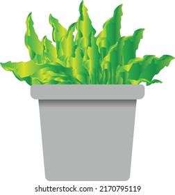 Abstract cactus plant in the pot.