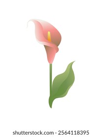 Abstract calla lily white flowers, Blooming branch and leaves vector