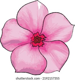 Abstract Cape Periwinkle, Bringht Eye, Indian Periwinkle, Madagascar Periwinkle flower on white background. (Scientific name Catharanthus roseus)