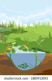 Abstract cartoon landscape with split level freshwater pond. Biotope pond with Yellow water-lily (Nuphar lutea) plants