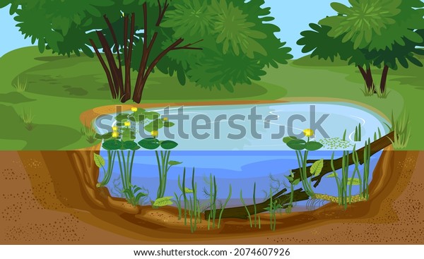 Abstract cartoon landscape with split level\
freshwater pond. Biotope pond with Yellow water-lily (Nuphar lutea)\
plants and driftwood