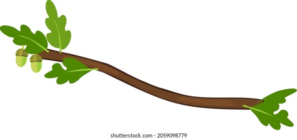 Abstract cartoon oak branch with green foliage and acorns isolated on white background