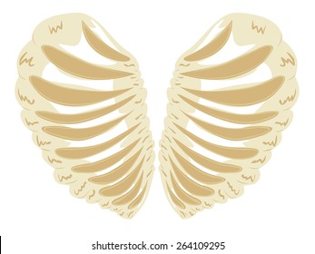 Abstract cartoon rib cage thorax in a shape of a heart.