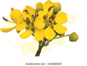 Abstract of Cassod tree or Senna siamea with color spread on white background.