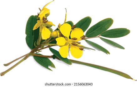 Abstract of Cassod tree or Senna siamea with color spread on white background.