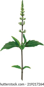 Abstract of Cat's whisker, Java tea, Misai kuching leaves and bloom flower on white background. (Scientific name Orthosiphon aristatus (Blume) Miq.)