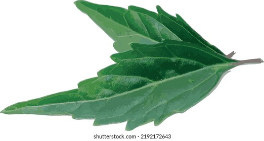 Abstract of Cat's whisker, Java tea, Misai kuching leaves on white background. (Scientific name Orthosiphon aristatus (Blume) Miq.)