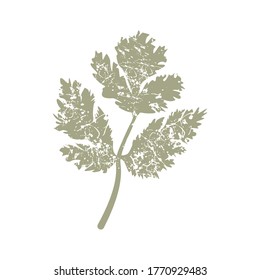 Resumen de la hoja de apio en el fondo blanco, ilustración vectorial