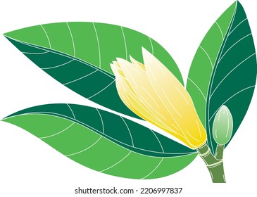 Resumen de la flor de quimipaka con hoja sobre fondo blanco. (Nombre científico Michelia alba DC.)