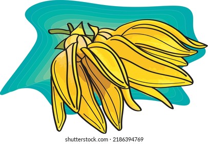 Abstract of climbing ylang-ylang flower with blue color background. (Scientific name Artabotrys hexapetalus)