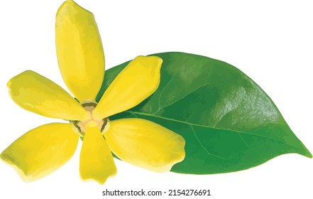 Abstract of climbing ylang-ylang flower with leaf. (Scientific name Artabotrys hexapetalus)