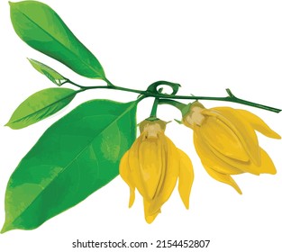 Abstract of climbing ylang-ylang flower with leaf. (Scientific name Artabotrys hexapetalus)