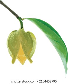 Abstract of Close up Soursop flower with leaf on white background. (Scientific name Annona muricata)