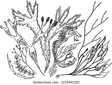 Abstract composition of fabulous plants