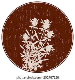 Abstract composition with hyssop flowers. Silhouette of twigs of plant on dark round background. Scratched elements and grange style like gravure. Engraved spice herb series. Vector file grouped EPS8.