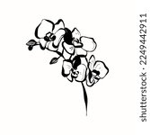 Abstract contemporary mid century modern ink boho black k illustration. Hand drawn trendy vector posters, illustrations for print.
