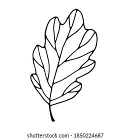 abstract contour leaf isolated on white