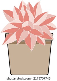 Abstract Cotyledon Arborescens plant in the pot with empty background.