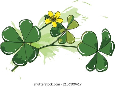 Abstract of Creeping lady's sorrel plant on white background. (Scientific name Oxalis corniculata) 