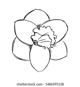 abstract cute flower on a white background