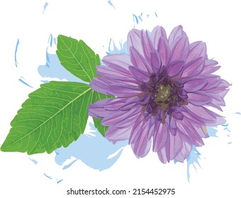 Abstract of dahlia flower with leaf on white background. (Scientific name Dahlia pinnata Cav)