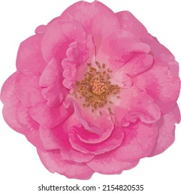 Abstract of Damask Rose flower.