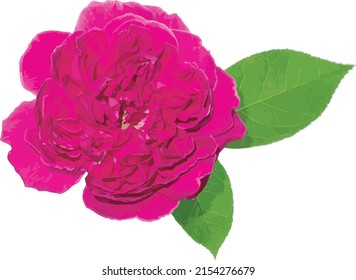 Abstract of Damask Rose flower with leaf.
