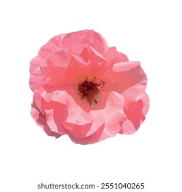 Resumo da flor de rosa damasco. Rosa damascena, Damascus rose ou rosa persa, búlgara, taife, isfahan ou castelhana, é um híbrido de Rosa gallica e Rosa moschata roses. Vetor para design.