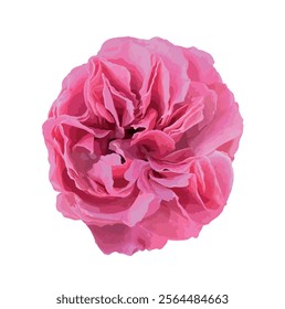 Abstract of damask rose flower. Rosa damascena, Damascus rose or Persian, Bulgarian, Taif, Isfahan or Castilian rose, is a hybrid of Rosa gallica and Rosa moschata roses. Vector for design.
