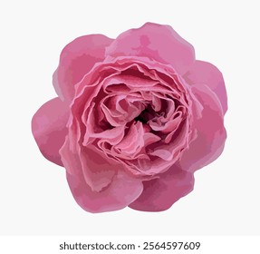 Abstract of damask rose flower. Rosa damascena, Damascus rose or Persian, Bulgarian, Taif, Isfahan or Castilian rose, is a hybrid of Rosa gallica and Rosa moschata roses. Vector for design.
