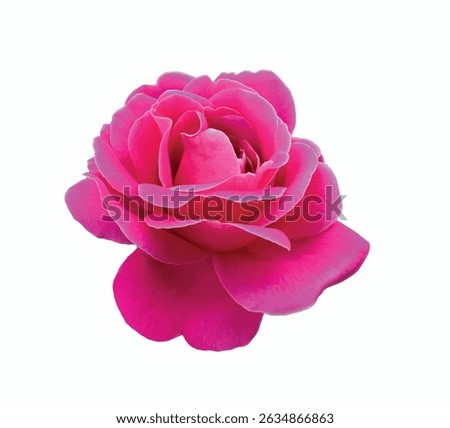 Abstract of damask rose flower. Rosa damascena, Damascus rose or Persian, Bulgarian, Taif, Isfahan or Castilian rose, is a hybrid of Rosa gallica and Rosa moschata roses. Vector for design.
