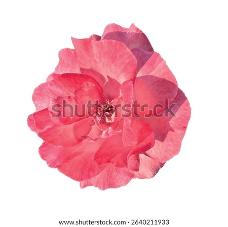 Abstract of damask rose flower. Rosa damascena, Damascus rose or Persian, Bulgarian, Taif, Isfahan or Castilian rose, is a hybrid of Rosa gallica and Rosa moschata roses. Vector for design.
