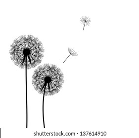 abstract dandelion background  vector illustration