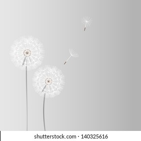 abstract dandelion background  vector illustration