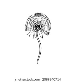 Abstract dandelion in black color. Spring or summer airy, fluffy blossom flower with seeds in doodle vector illustration isolated on white background. Meadow, field weed plant