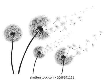 Abstract Dandelions dandelion with flying seeds – vector
